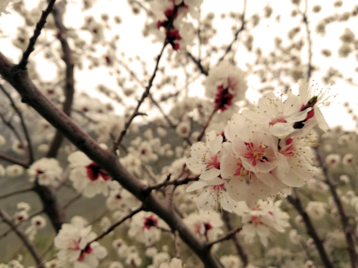 Hunza Blossom Festival — Hunza Valley, Gilgit-Baltistan